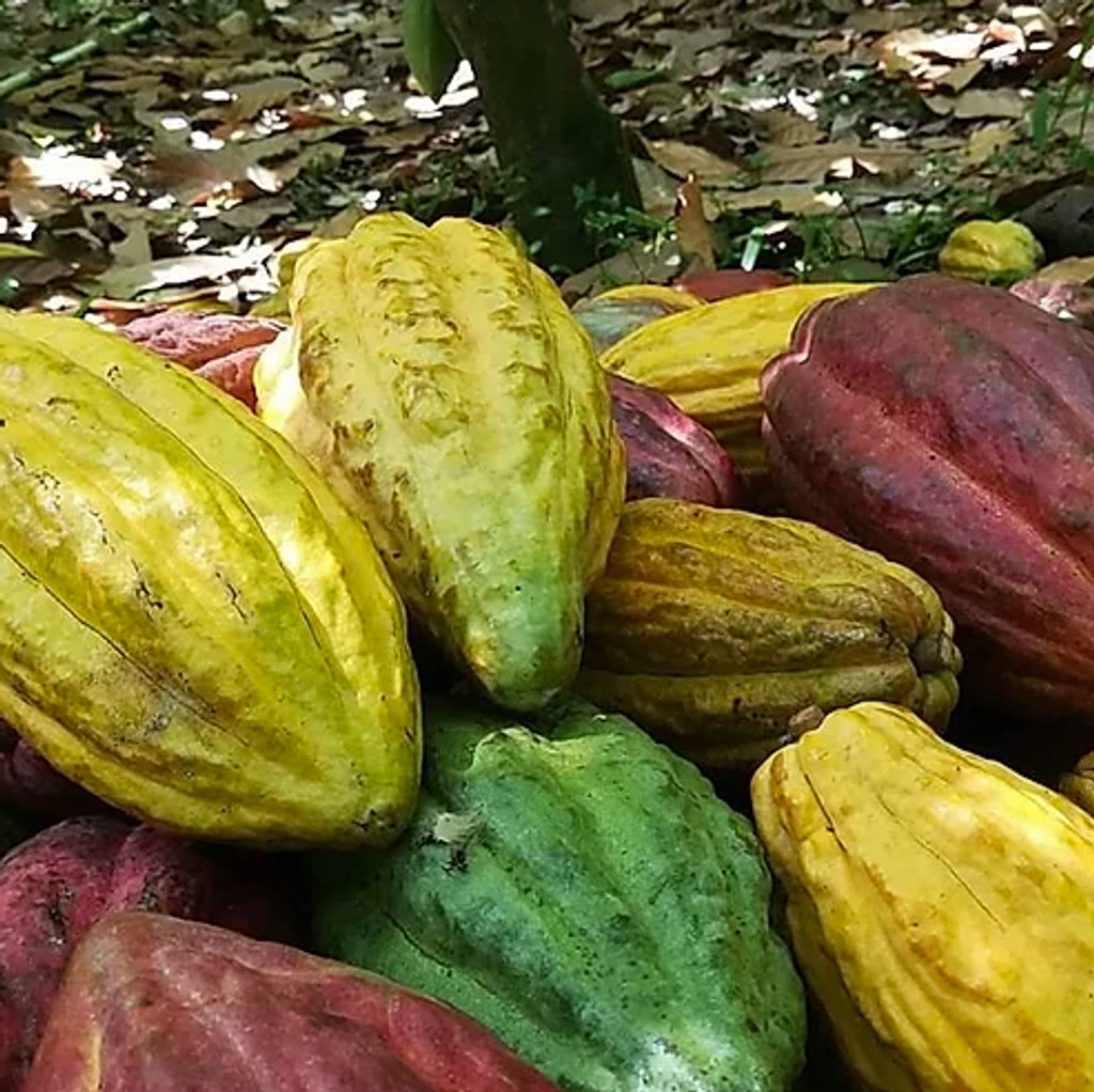 ORIGIN CACAO : Honduras - 30g