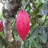 ORIGIN CACAO : Peru - 30g ORIGIN CACAO : Peru - 30g