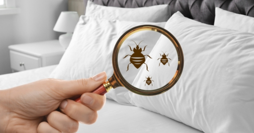 How to Get Rid of Bed Bugs Naturally - Your Complete Home Guide