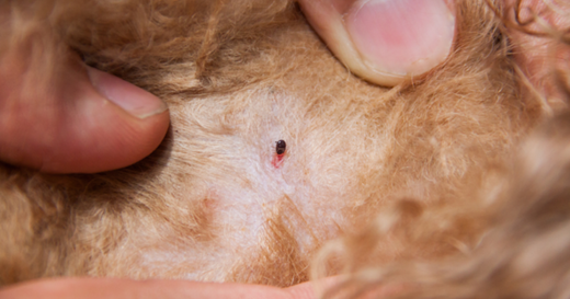 How to Get Rid of Fleas in Your House Fast - A Complete Home Guide