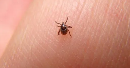 How to Get Rid of Mites in Your House - A Safe, Natural Approach