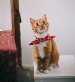 Can I Use Kleen Green™ Products Around My Pets?