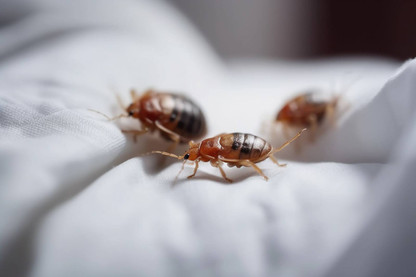 How Much Kleen Green™ Naturally Enzymes Do I Need to Solve My Pest Problem?