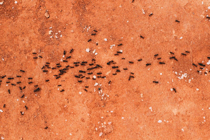 How to Combat the Most Common Household Pests
