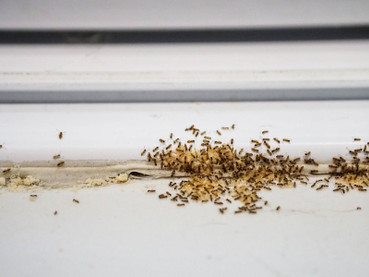 Seven Summertime Household Pests to Be on the Lookout For