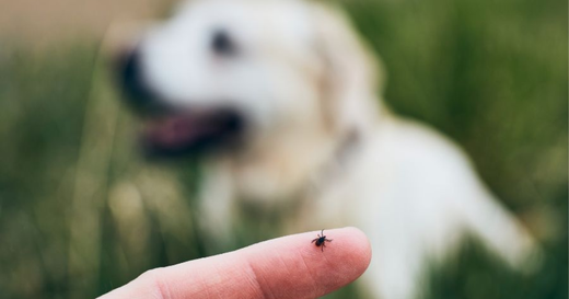 How To Remove Fleas From Pets Naturally At Home - The Complete Guide