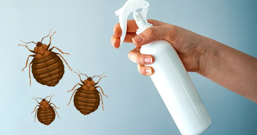 What Kills Bed Bugs Instantly At Home Safely - The Complete Guide