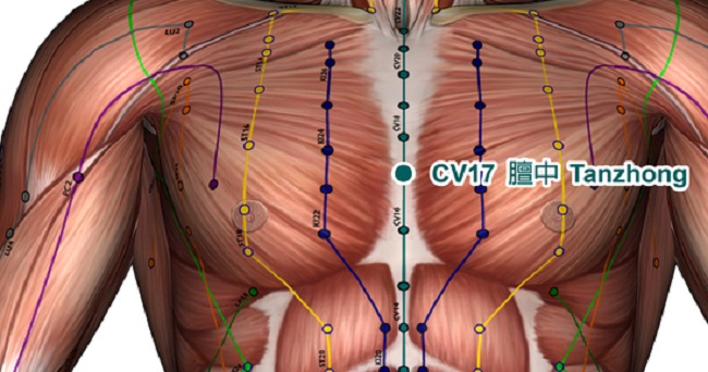 Ren 17 Acupressure Point Cv17 Benefits Location Uses Ageless Herbs