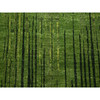 Modern and Contemporary Wool Hand Knotted Rug Green 12.2x15.0 -O075541