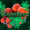 Winterberry