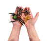 toy spiders in child's hands