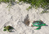 Turtle With Three Turtle Eggs Bundle