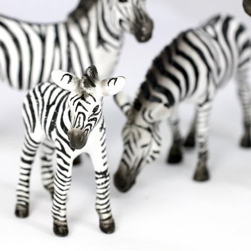 Small Zebra Family, Different Sizes Realistic Detail Set of 4