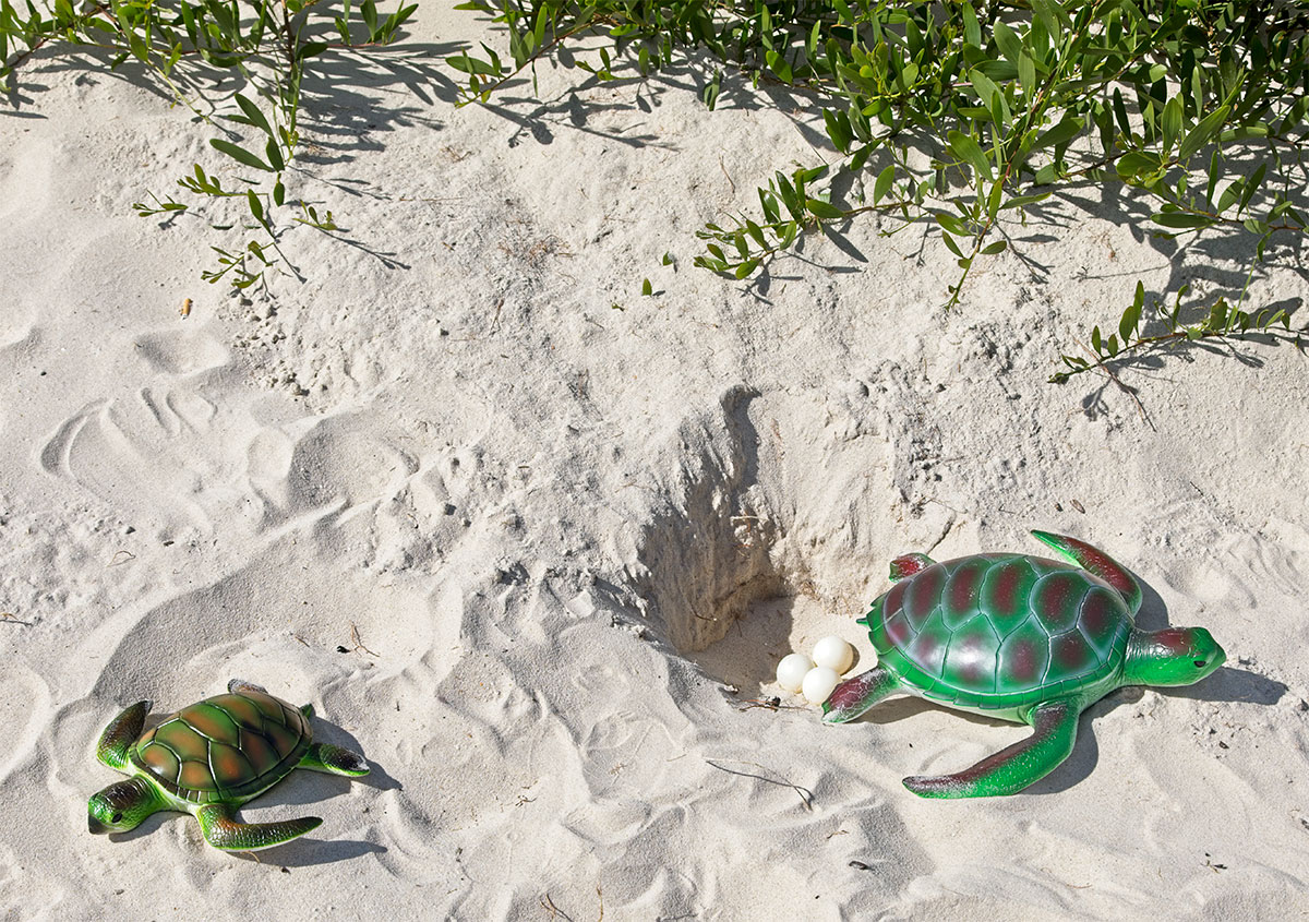 Turtle With Three Turtle Eggs Bundle