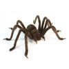 Hansa Huntsman Spider Plush Toy Animal 5279
