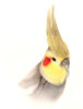 Hansa Cockatiel Bird Stuffed Animal Plush Toy Grey 23cm