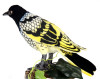 4806021960400, Regent Honeyeater Bird Plush Toy Hansa