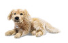 Golden Retriever Dog Soft Toy, Steiff Andor