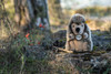 Joggi Hedgehog Soft Toy, Steiff 20cm EAN 067211, in the forest