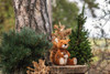 Phil Squirrel Soft Cuddly Friends, Steiff 20 cm EAN 045172, in the forest