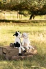 Clover The Cow Plush Toy, Black and White 38cm Nana Huchy Baby Safe  003581