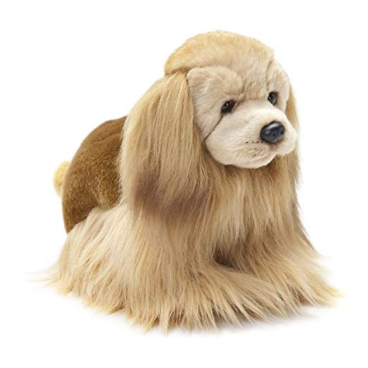 teddy bear cocker spaniel