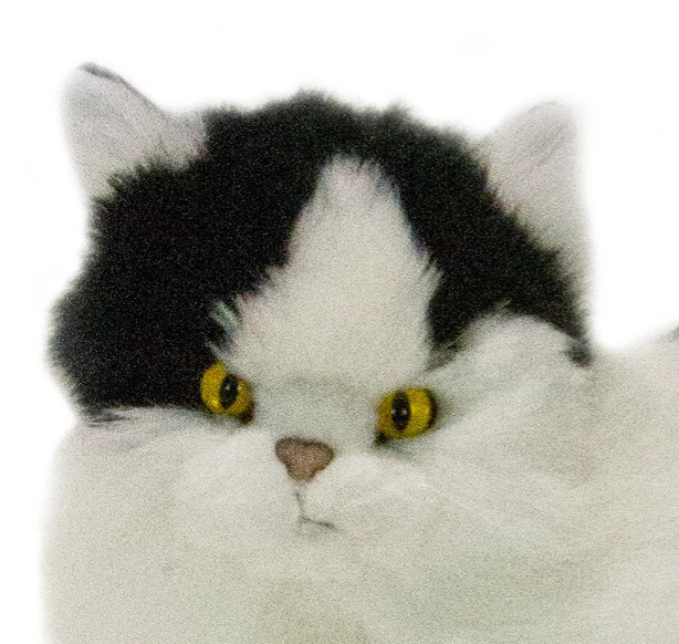 Face Detail Black and White Cat Lying, Woodrow, 38cm Bocchetta - 007590