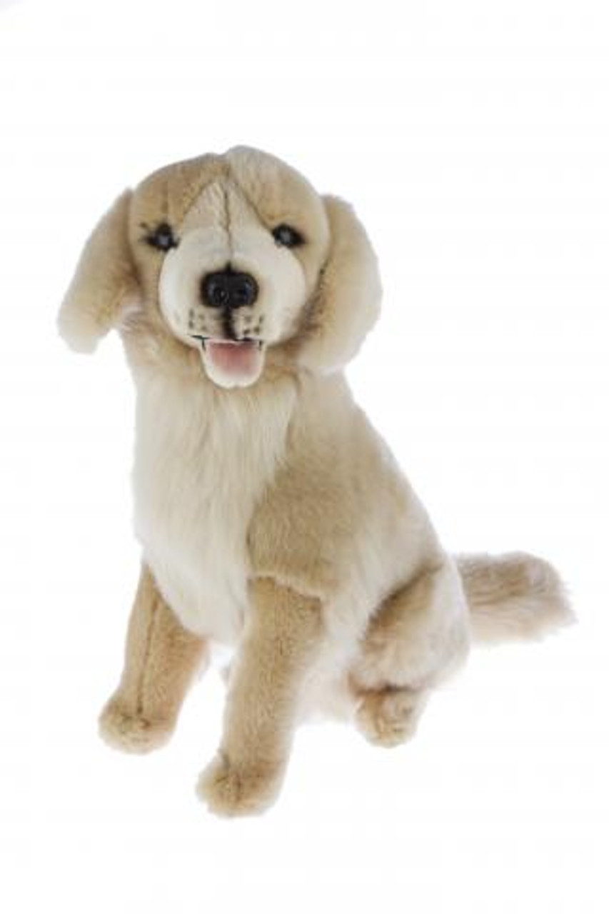 bocchetta golden retriever