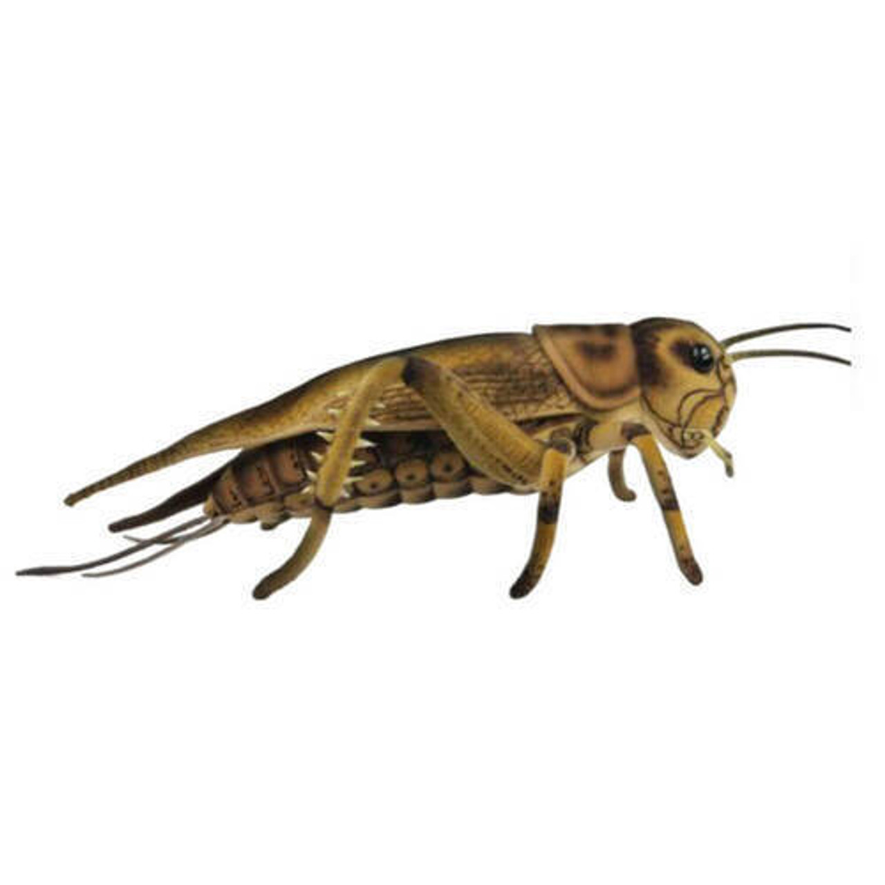 Cricket Insect Plush Toy  Hansa EAN 980644