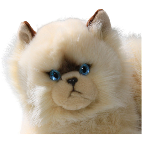 Face close up Persian Cat Chocolate Point, Carl Dick Germany - 032010