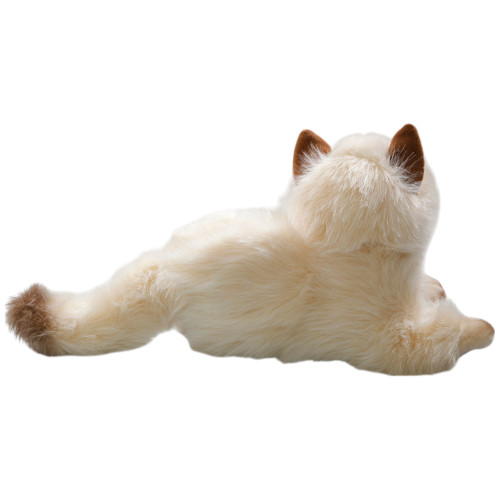 Persian Cat Chocolate Point, Carl Dick Germany - 032010