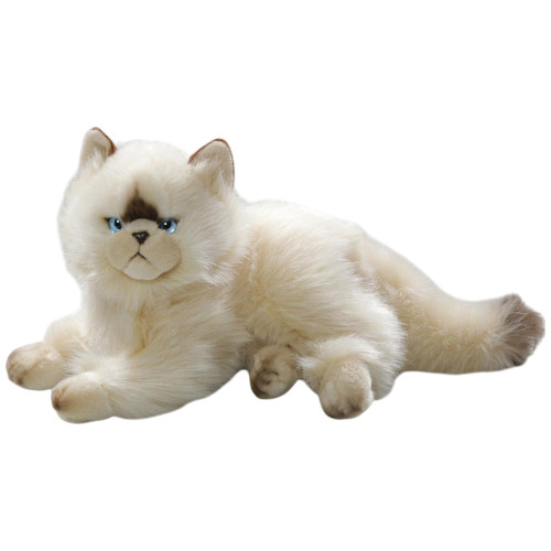 Persian Cat Chocolate Point, Carl Dick Germany - 032010