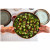 James Cooke Bord Moss 28 cm Groen