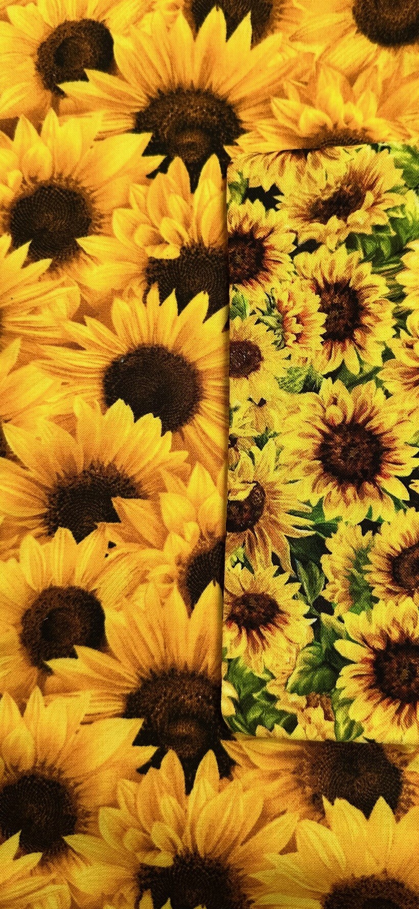 gold-fields.jpeg