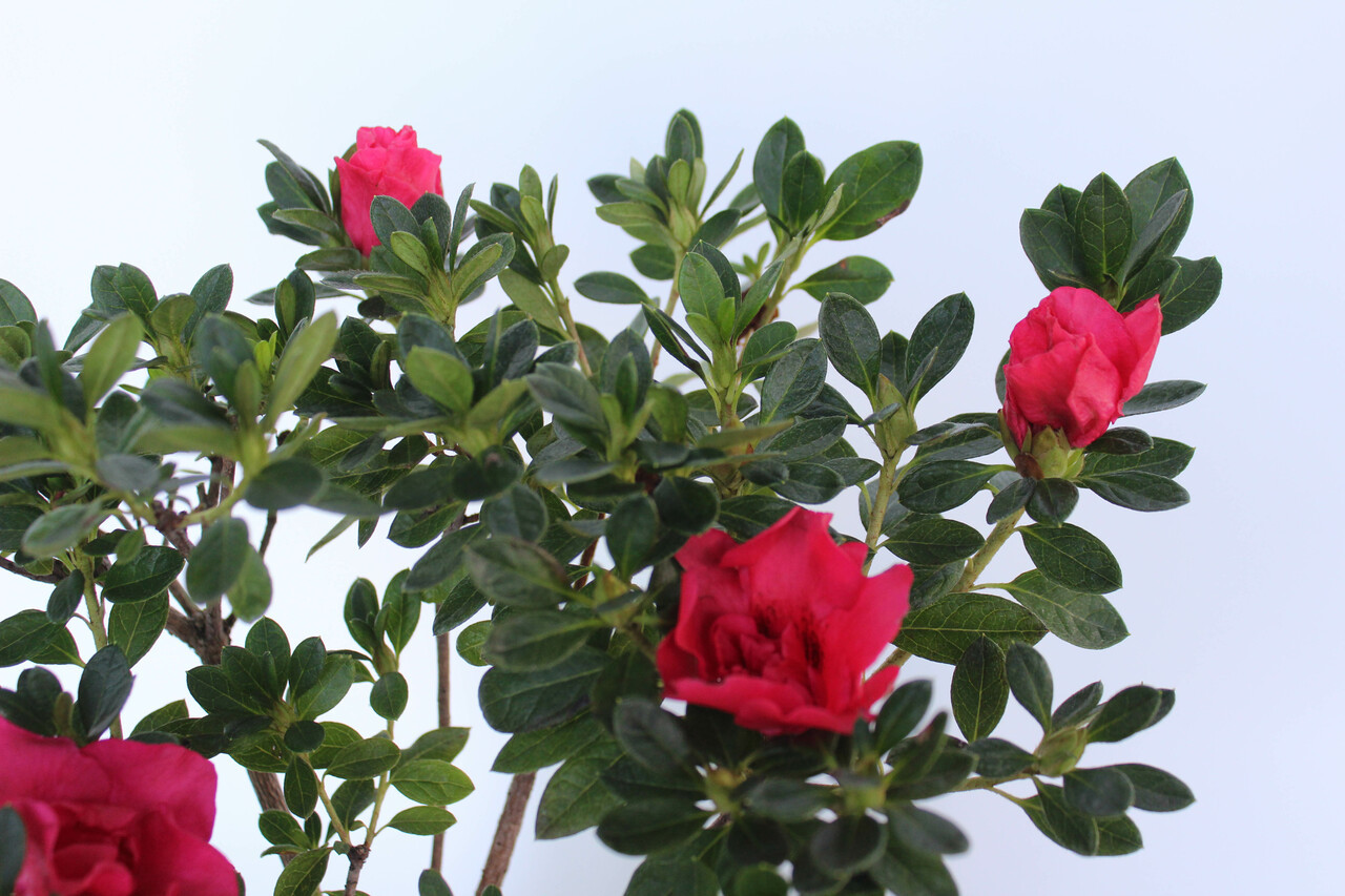 Hybrid Azalea 'Chimes' 1 Gallon Pre-Bonsai Tree