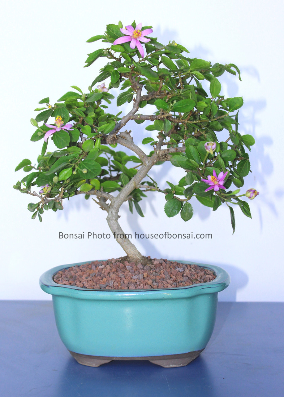 BONZAI PLANT I WANT YOU FOR A GIFT