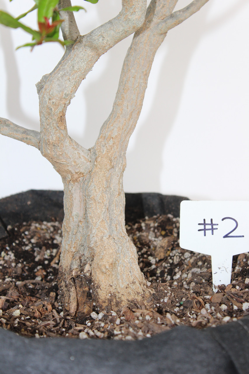 Twisted Pomegranate (Punica granatum 'Nejikan') Specimen Bonsai Tree - 2024  Release #2 [SAMPLE]