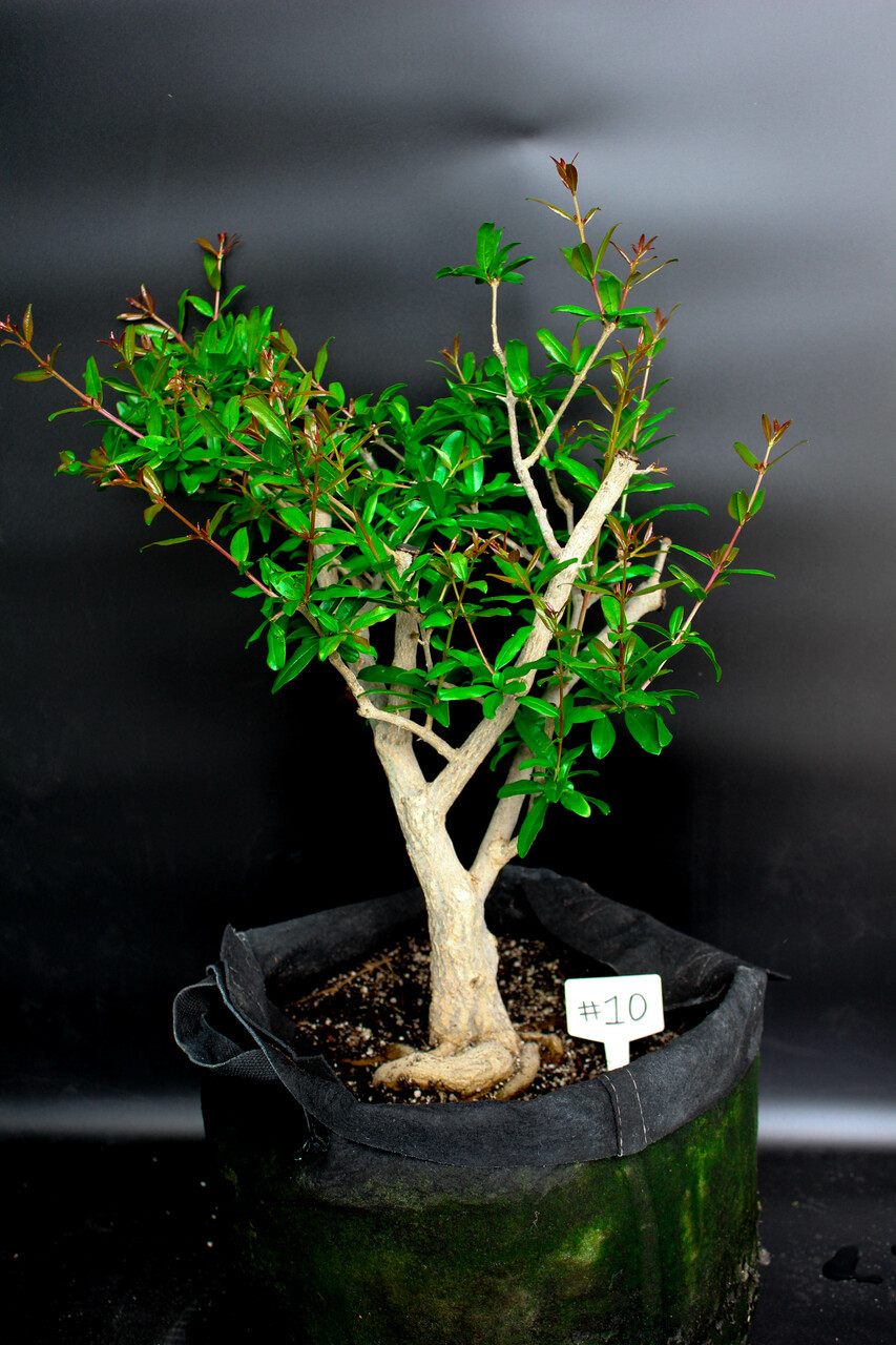 bonsai store Bonsai 101 main image 0