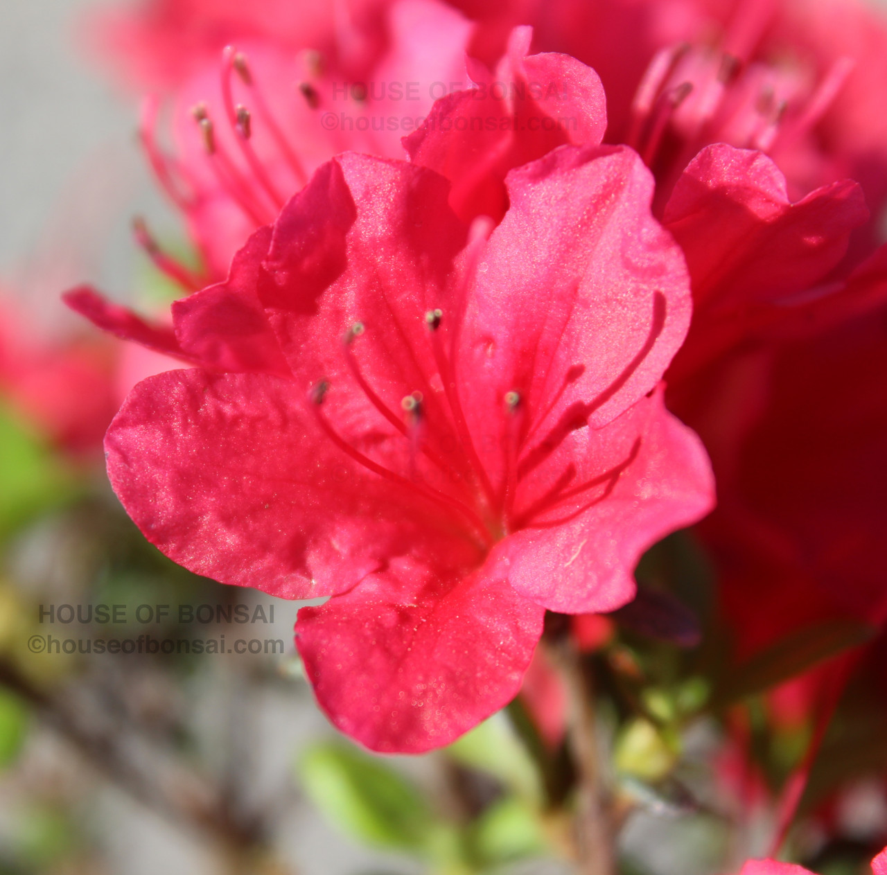 Dwarf Japanese Kurume Hybrid Azalea 'Hino Crimson' - 4 Inch