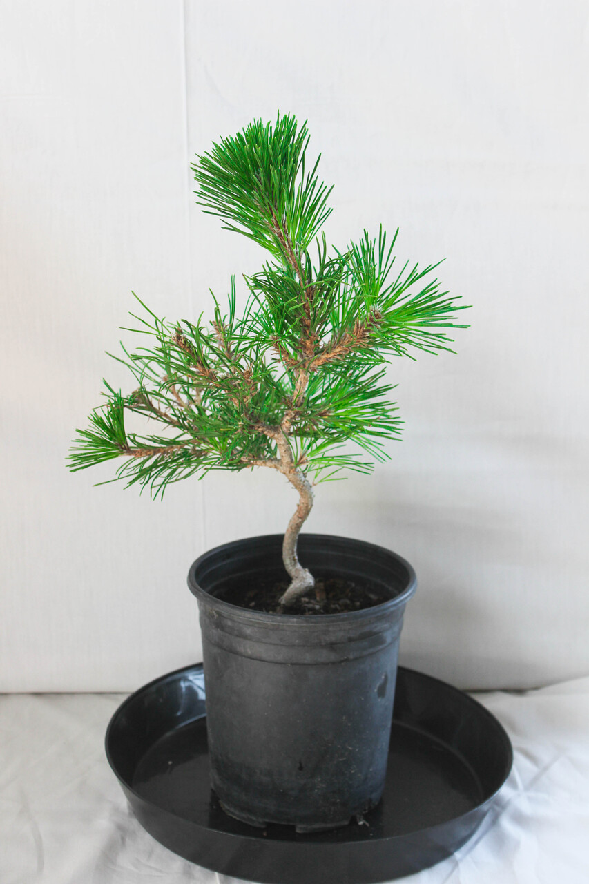 Japanese Black Pine 'Mikawa' Pre-Bonsai Tree - 1 Gallon