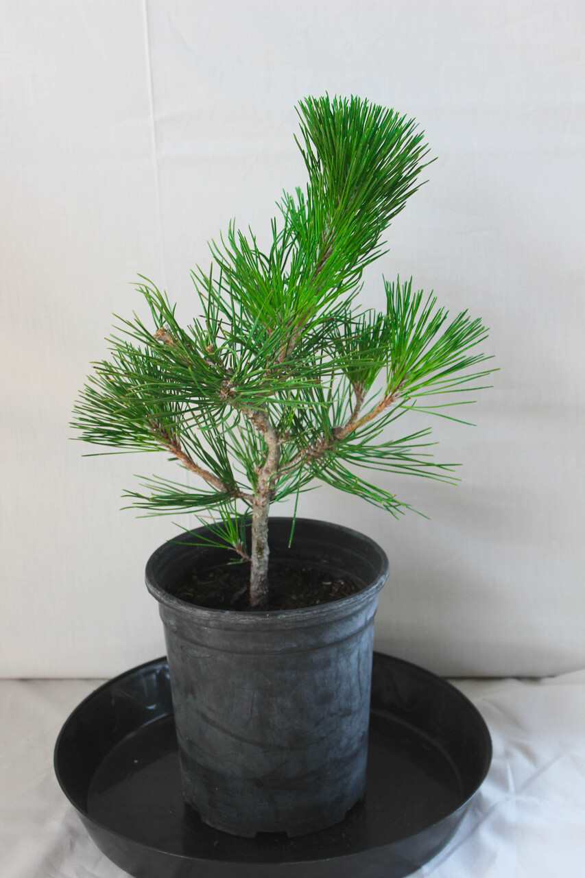 Japanese Black Pine 'Mikawa' Pre-Bonsai Tree - 1 Gallon