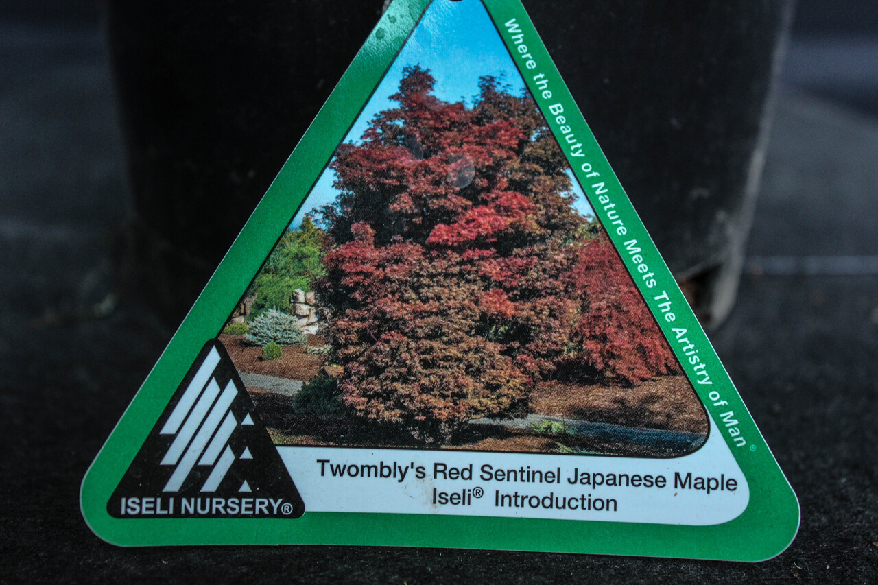 Dwarf Japanese Green Maple 'Twombly's red sentinel ' Pre-Bonsai