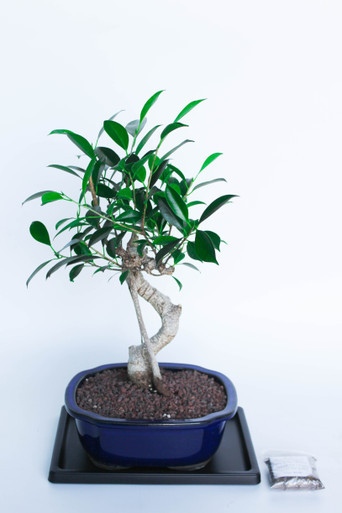 soil for bonsai plants 100% Organic Bonsai, Succulent, Cactus Soil Mix  Nutrient Rich, Well-   Houseplant Resource Center