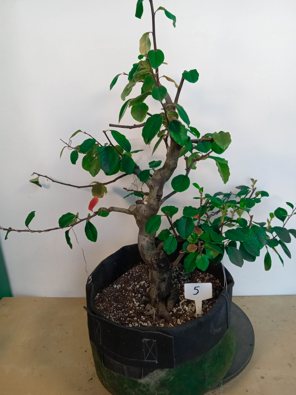 Chinese quince specimen flowering, fruiting bonsai tree #4