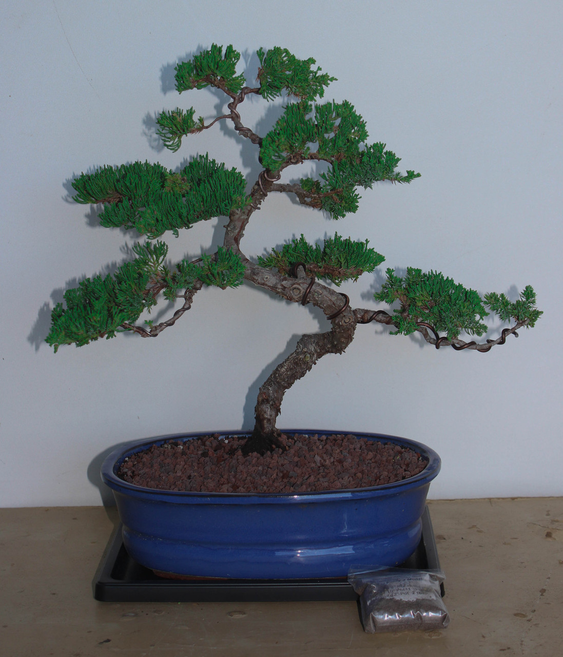 Procumbens Nana Juniper ( informal upright style) Gift set Bonsai tree with  tray & fertilizer --- Large
