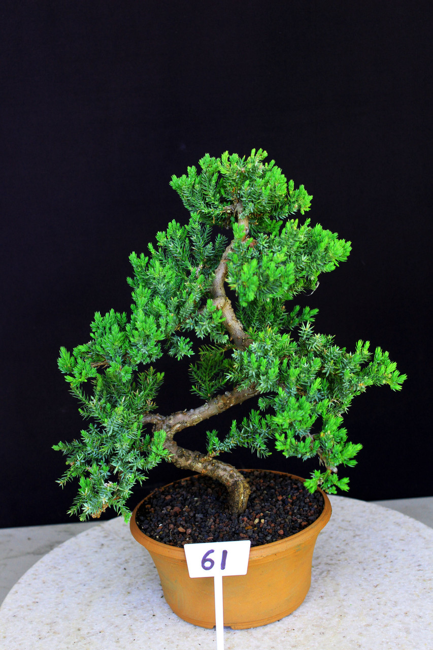 Procumbens Nana Juniper Medium (Nicer) 1 Gallon Pre-Bonsai Tree