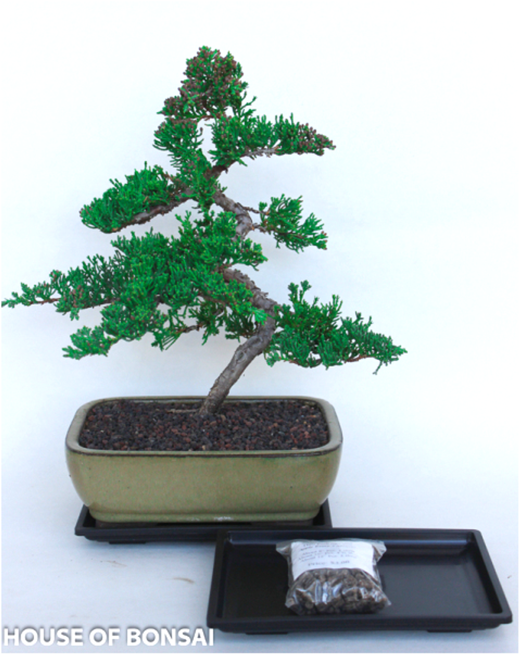Juniper Bonsai Tree - Coiled Trunk (juniper procumbens nana)