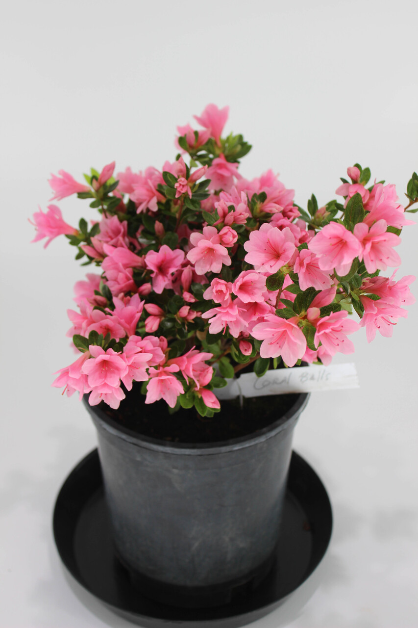 花 ALBAROSA Japanese Satsuki Azalea 'L. C Fisher' 1 Gallon Pre-Bonsai Tree