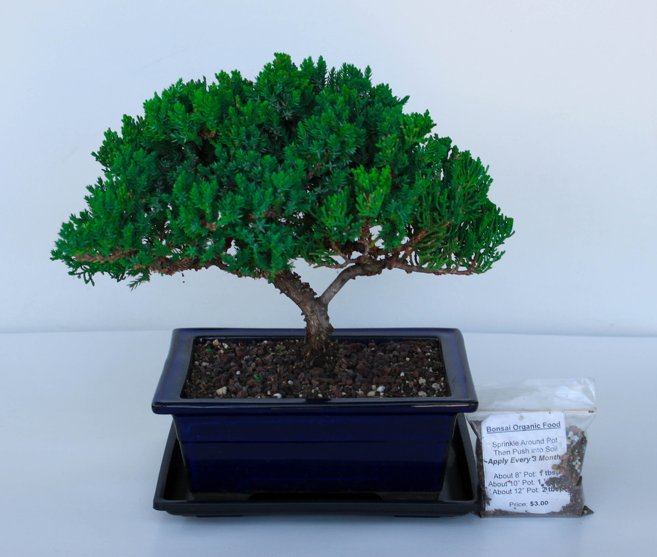 Procumbens Nana Juniper Medium Bonsai Tree - Cloud Style Gift Set with  Display Tray & Fertilizer