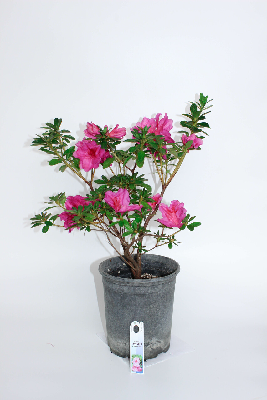 【21480】Satsuki.O(о´∀`о) Japanese Satsuki Azalea 'Lavender Supreme' 1 Gallon Pre-Bonsai Tree